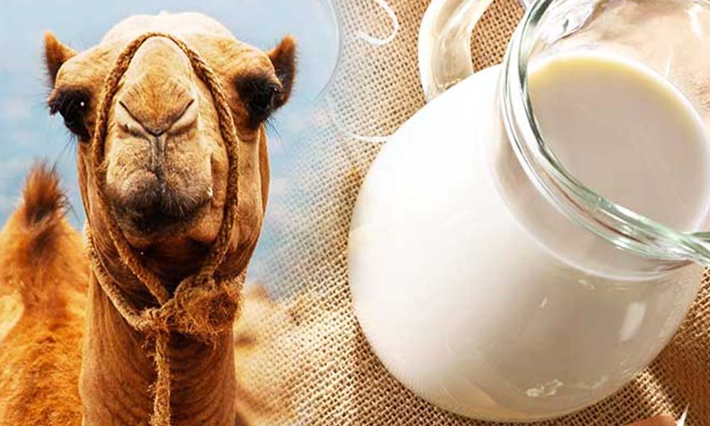Fresh Camel Milk Dubai