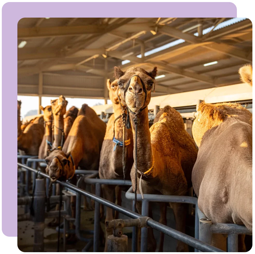 Fresh Camel Milk Dubai