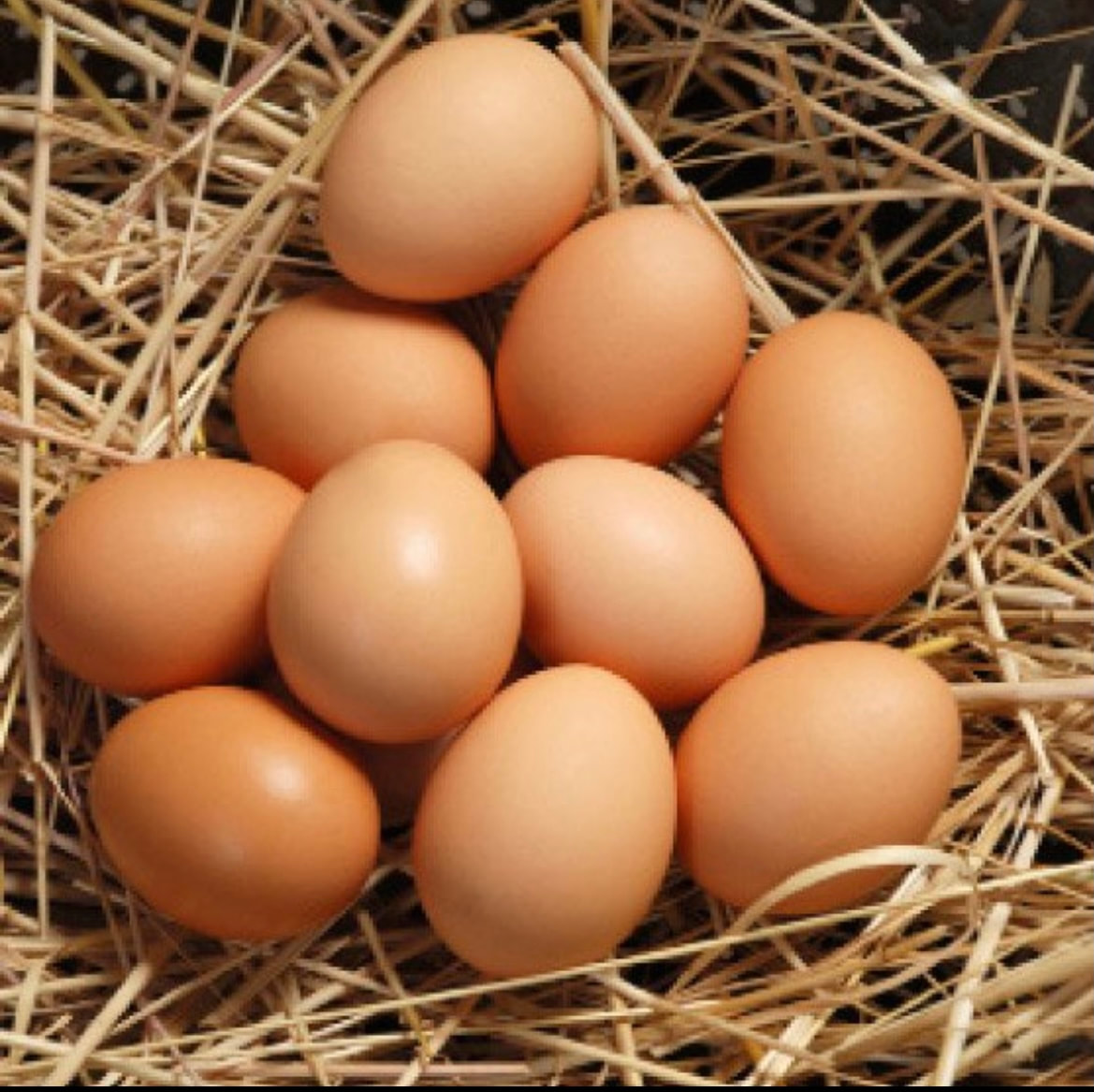 Fresh Organic Eggs UAE