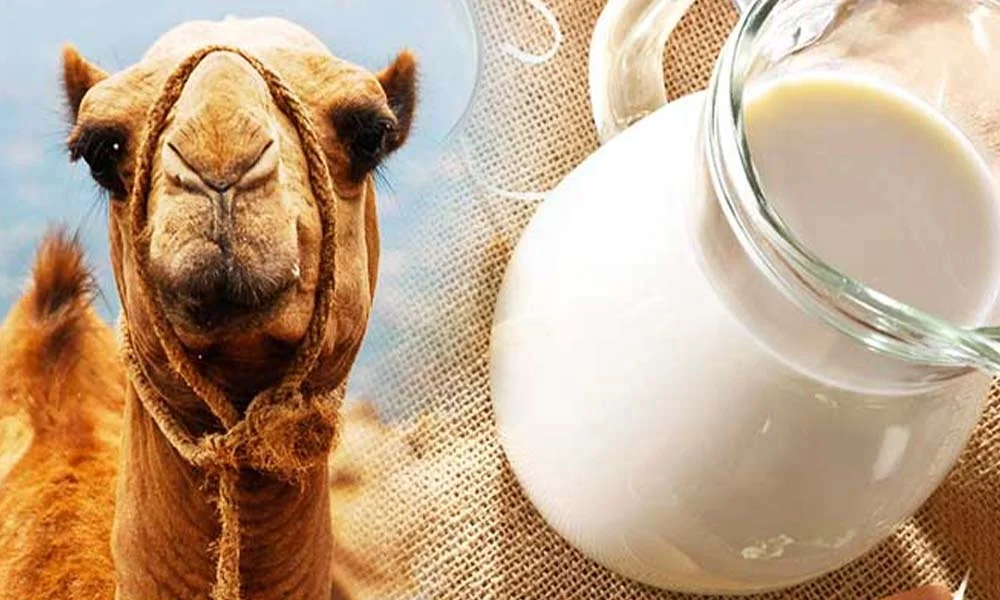 Fresh Camel Milk Dubai